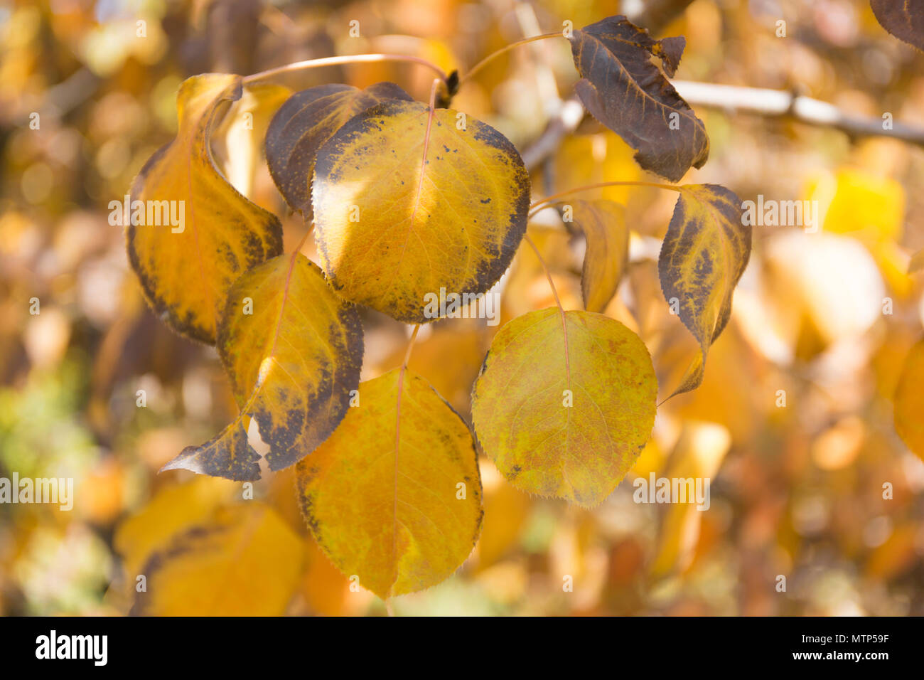 Les feuilles d'automne jaune arrière-plan. Banque D'Images