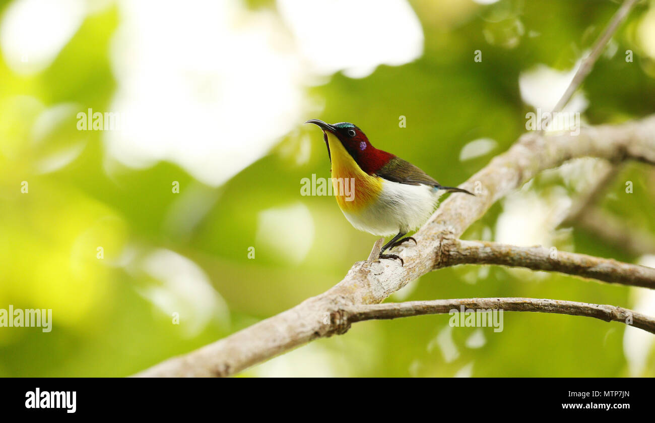 L'endémique des Philippines Beau Sunbird vit jusqu'à son nom comme l'un des plus beaux oiseaux sur terre. Banque D'Images