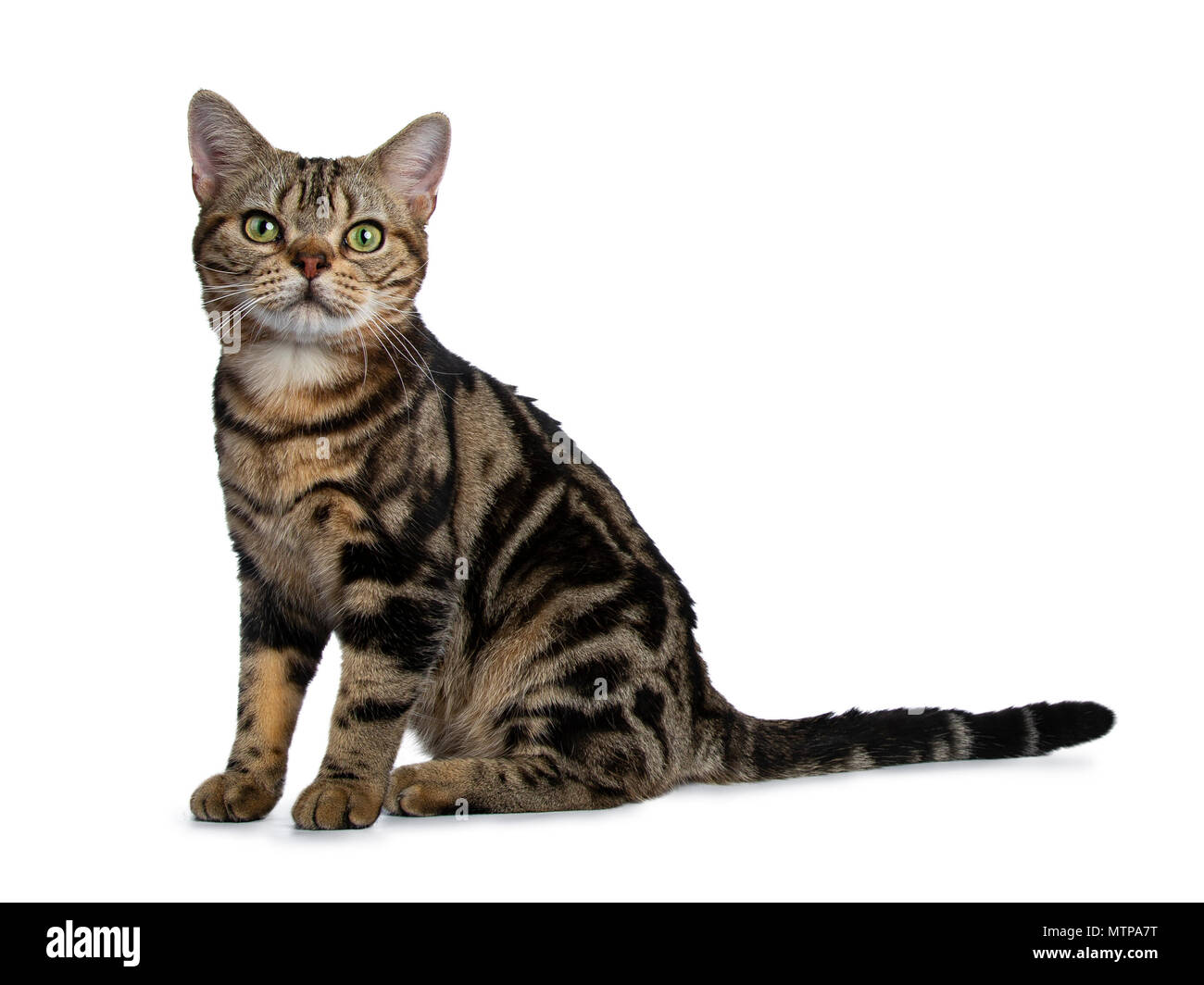 Tabby brun et noir American Shorthair cat kitten assis côté droit avec  longue queue derrière elle sur fond blanc looking at camera Photo Stock -  Alamy