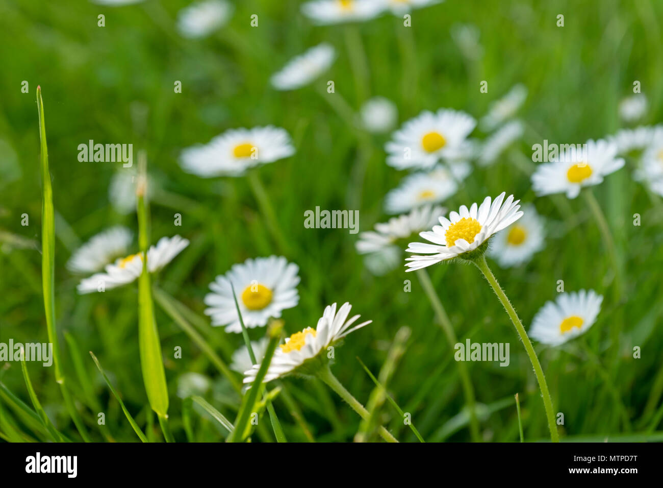 De plus en plus commun dans une pelouse les pâquerettes au Pays de Galles. Banque D'Images