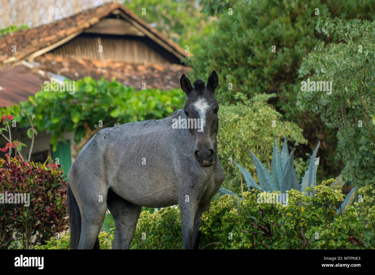 Cheval sur un plantage dans le Nicaragua Ometepe,. Banque D'Images