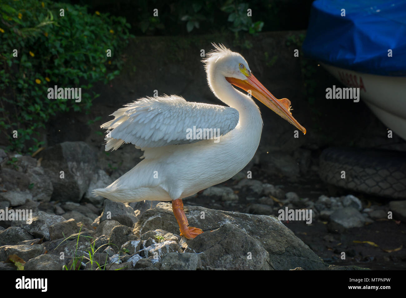 Pelican assis sur un rocher sur le iseletas à Granada, Nicaragua. Banque D'Images