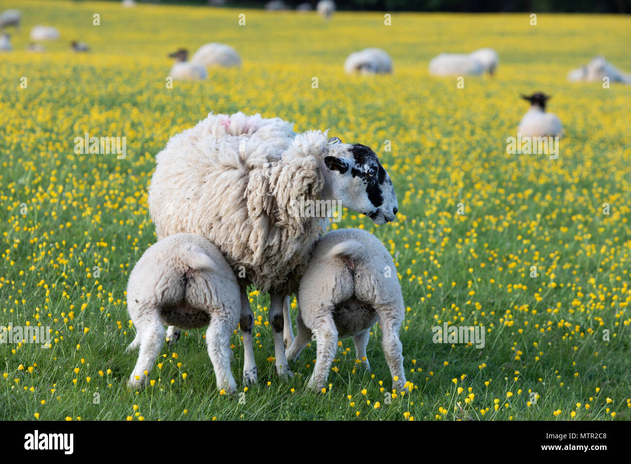 L'alimentation des agneaux en champ Buttercup, Broadway, Cotswolds AONB, Worcestershire, Angleterre, Royaume-Uni, Europe Banque D'Images