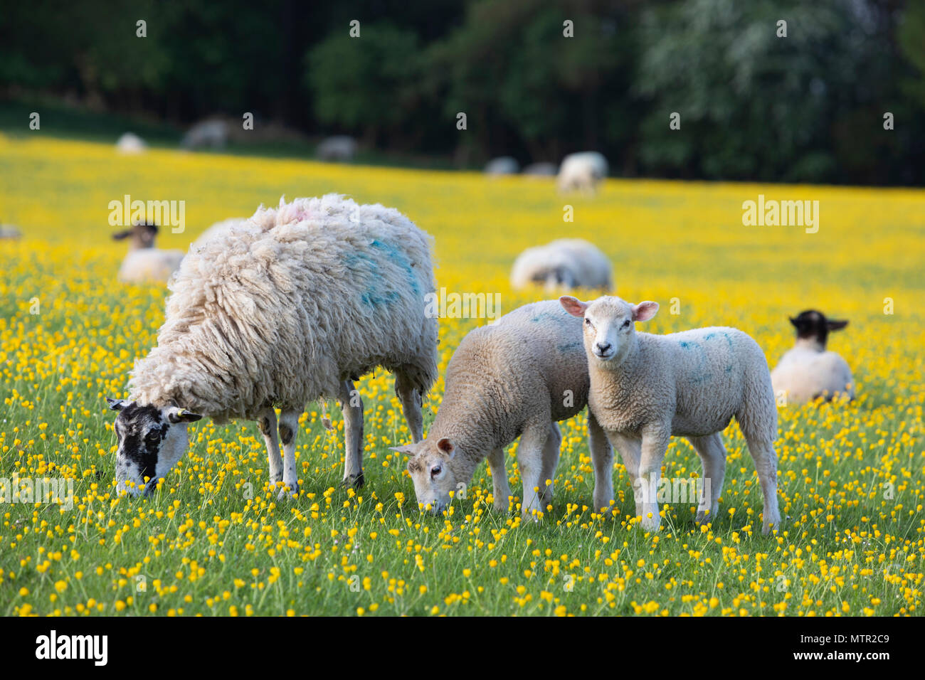 Agneaux et moutons paissant dans le champ Buttercup, Broadway, Cotswolds AONB, Worcestershire, Angleterre, Royaume-Uni, Europe Banque D'Images