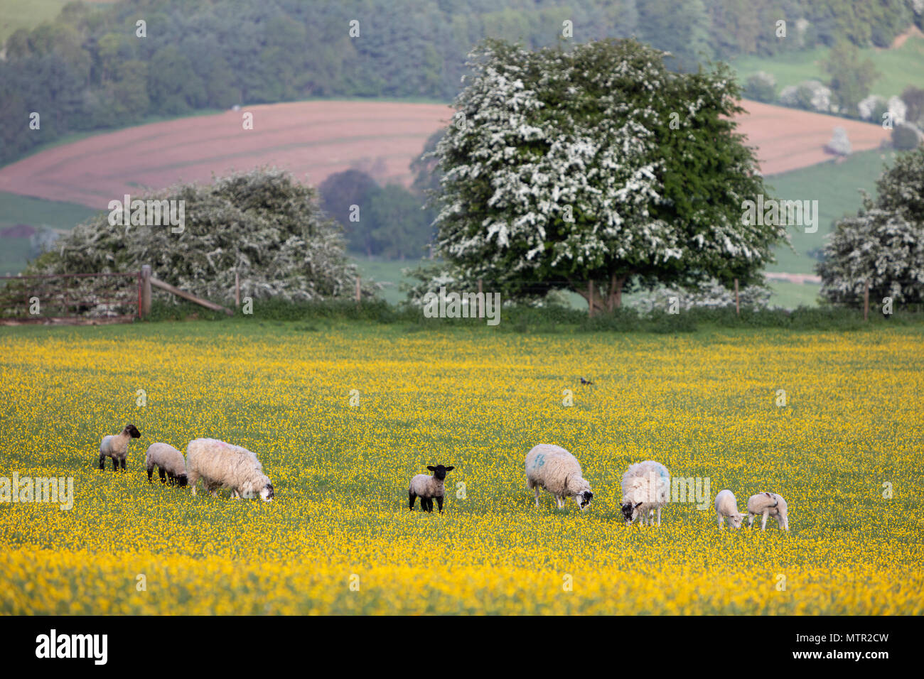 Agneaux et moutons paissant dans le champ Buttercup, Broadway, Cotswolds AONB, Worcestershire, Angleterre, Royaume-Uni, Europe Banque D'Images