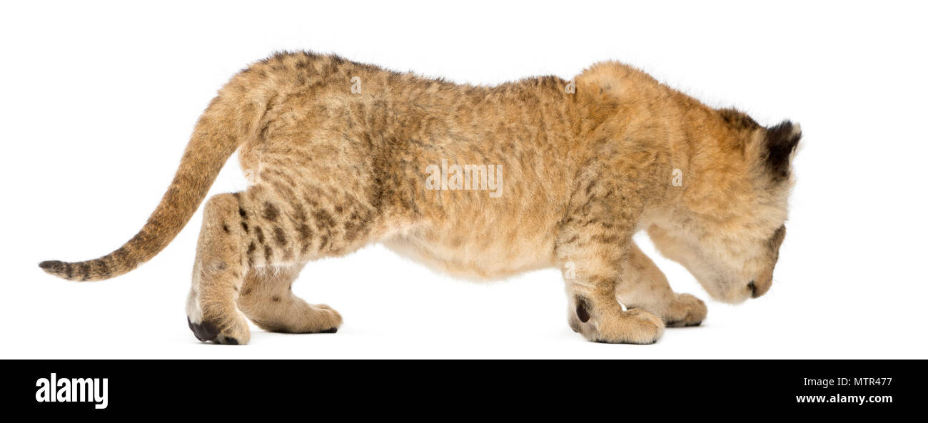 Vue latérale d'un Lion cub prowling,16 jours, isolated on white Banque D'Images