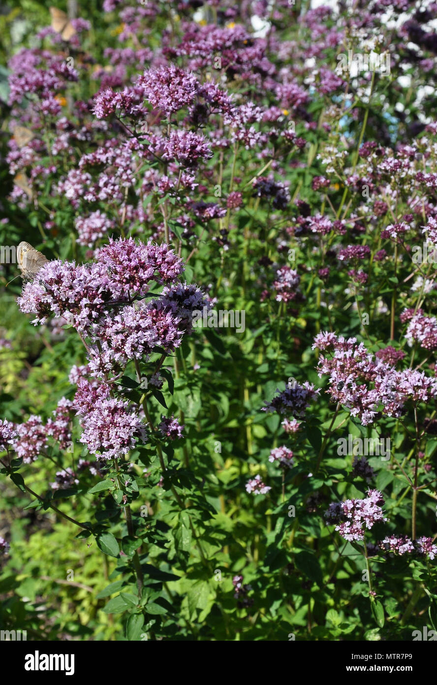 L'origan en fleurs dans le jardin Banque D'Images