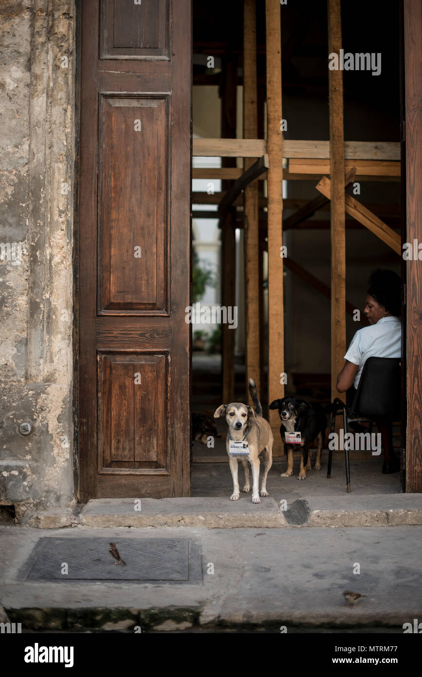 Un chiot errant dans un abri à La Havane, Cuba Banque D'Images