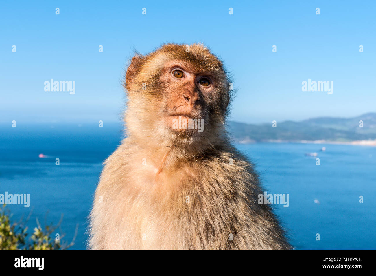 Gibraltar singe macaque de Barbarie portrait avec vue panoramique en arrière-plan Banque D'Images