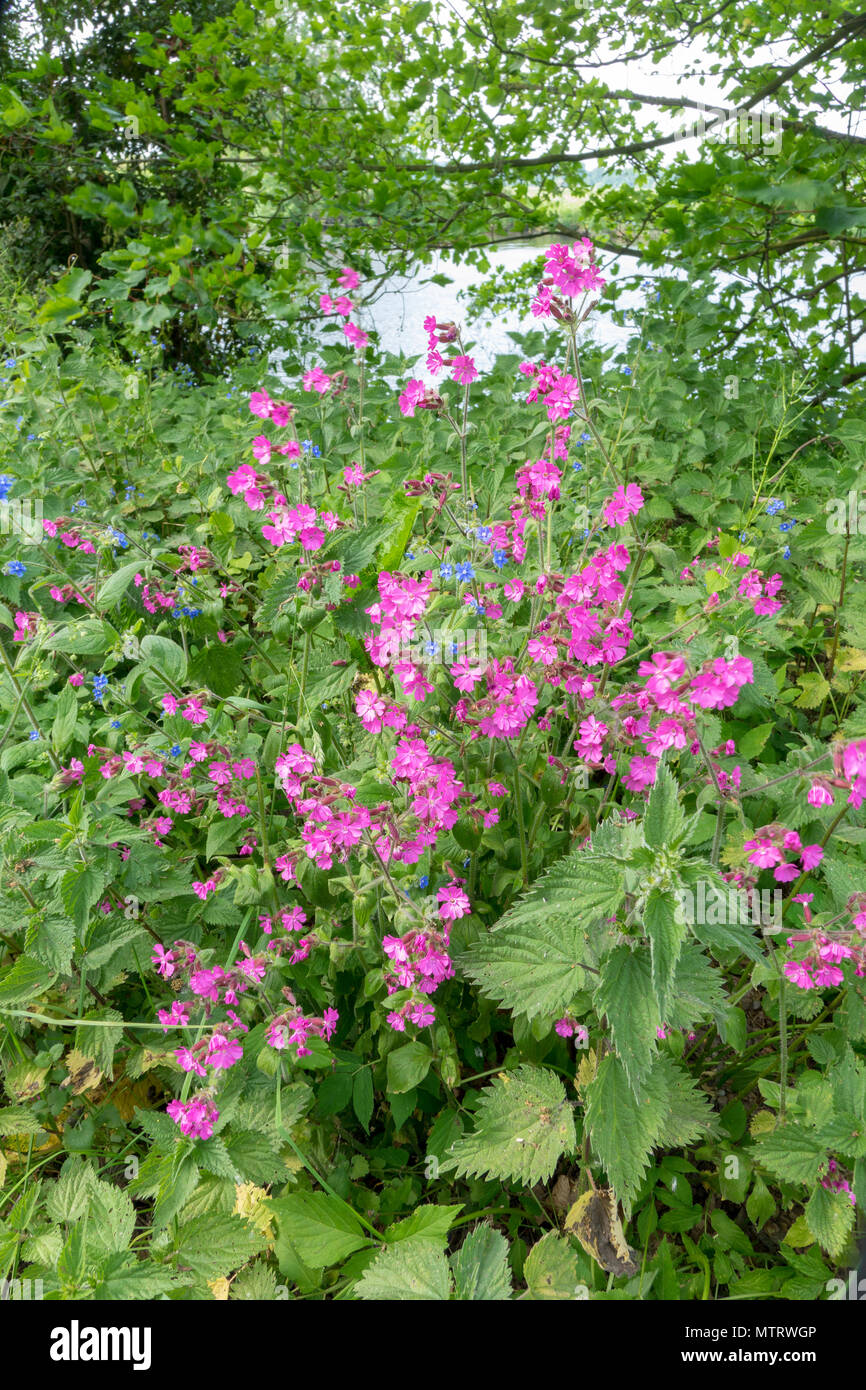 Red campion Silene dioica Banque D'Images