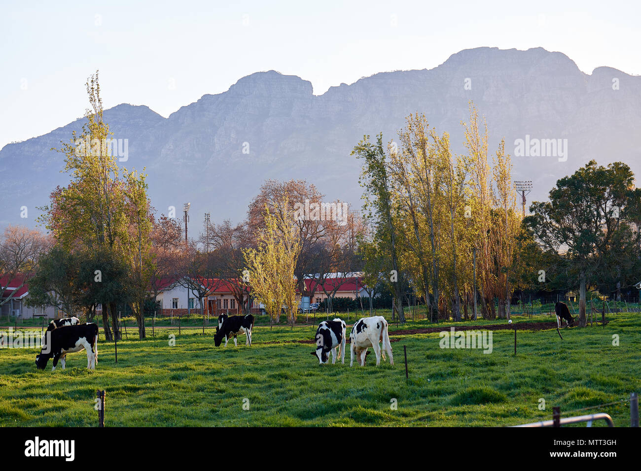 Les vaches qui paissent dans les champs de l'Université de Stellenbosch Banque D'Images