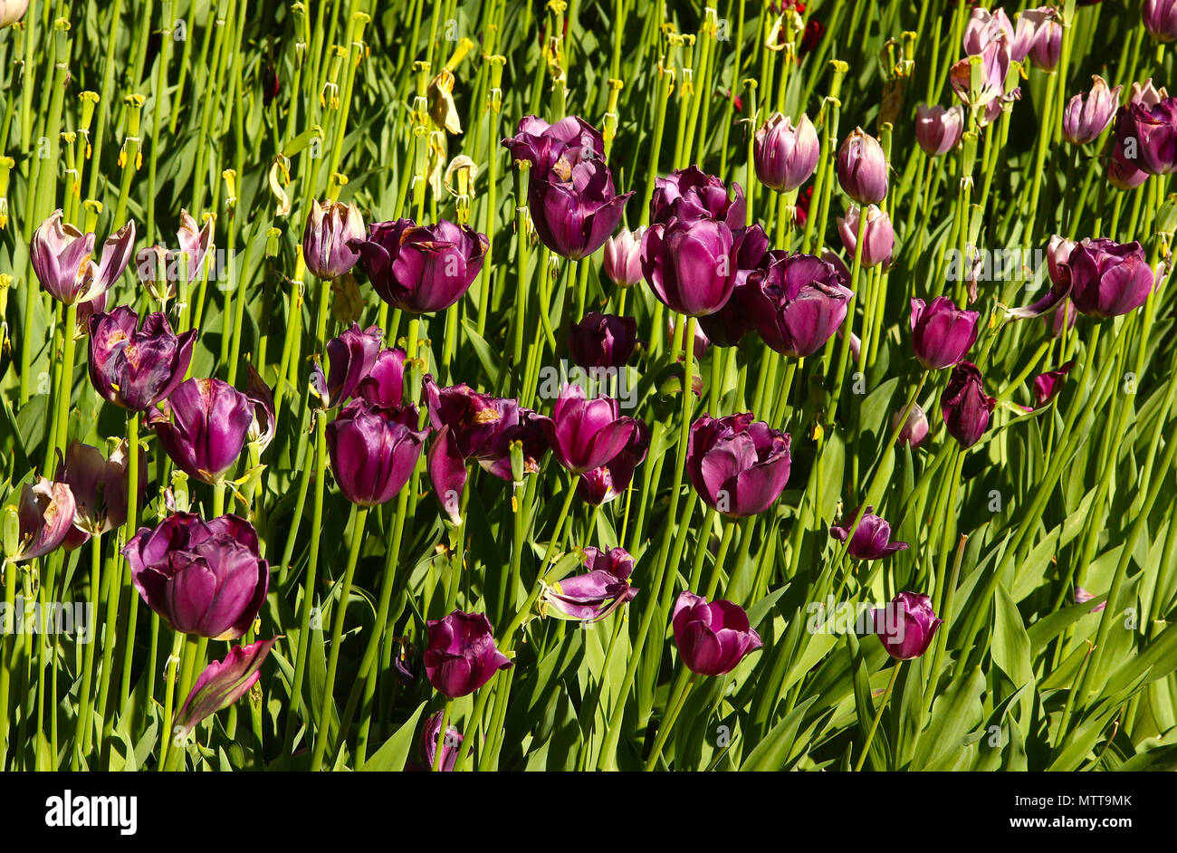 Tulipes violet avec des tiges vertes Banque D'Images