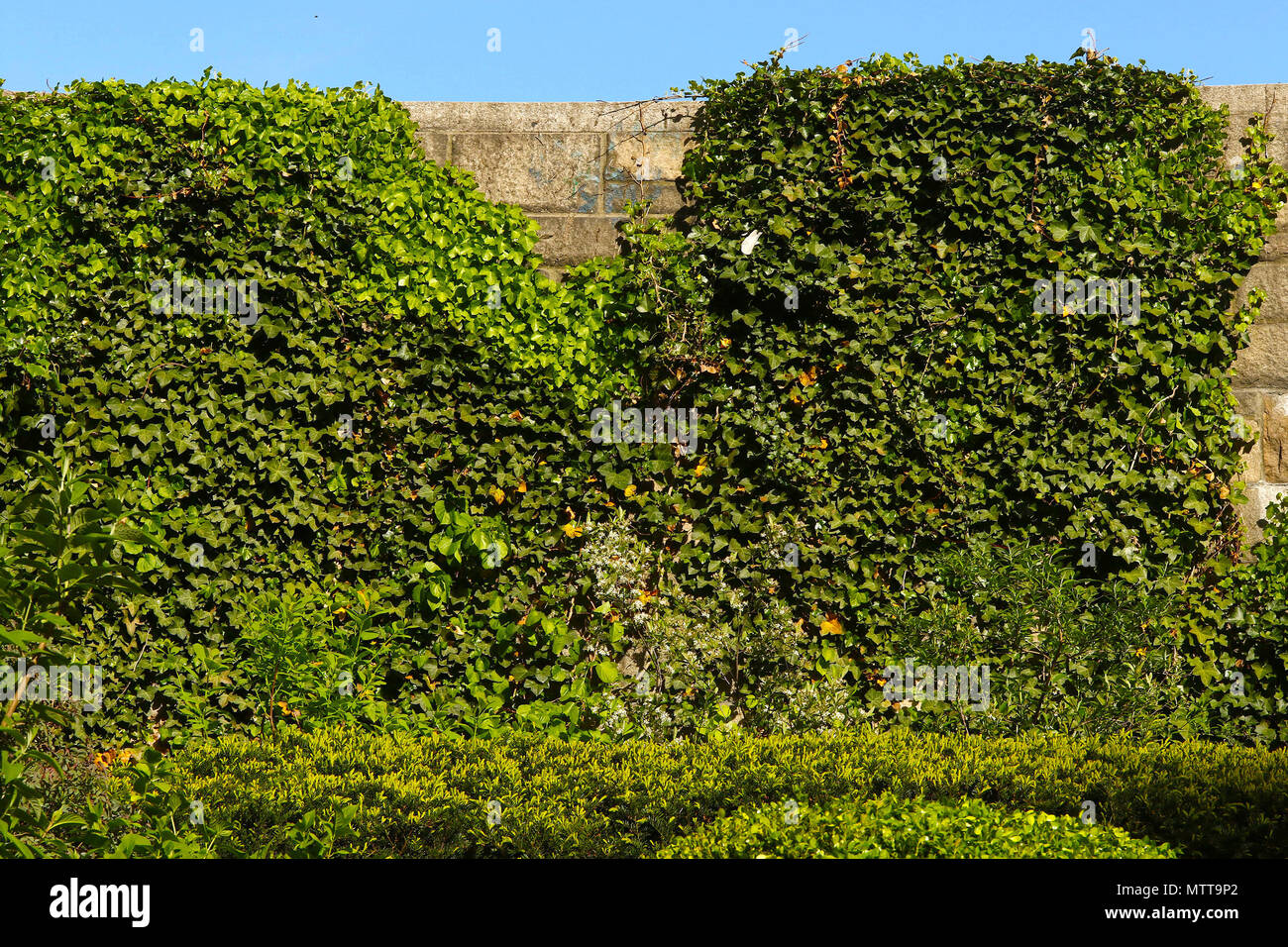 Mur de brique en pierre recouverte de lierre grimpant Banque D'Images