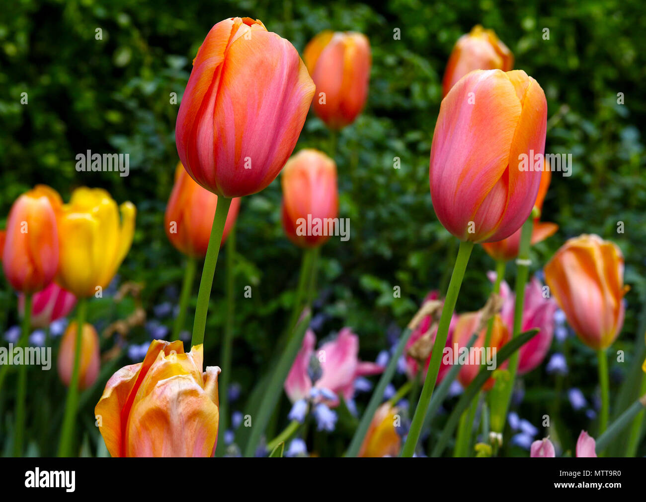 Tulipes Orange avec ivy Banque D'Images