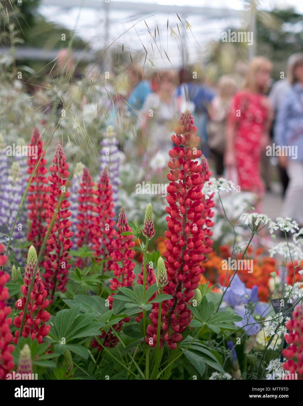 Londres, Royaume-Uni, 2018. Lupins rouge en premier plan au Chelsea Flower Show organisé par la Royal Horticultural Society. Les visiteurs de plus en plus floue dans l'arrière-plan. Banque D'Images