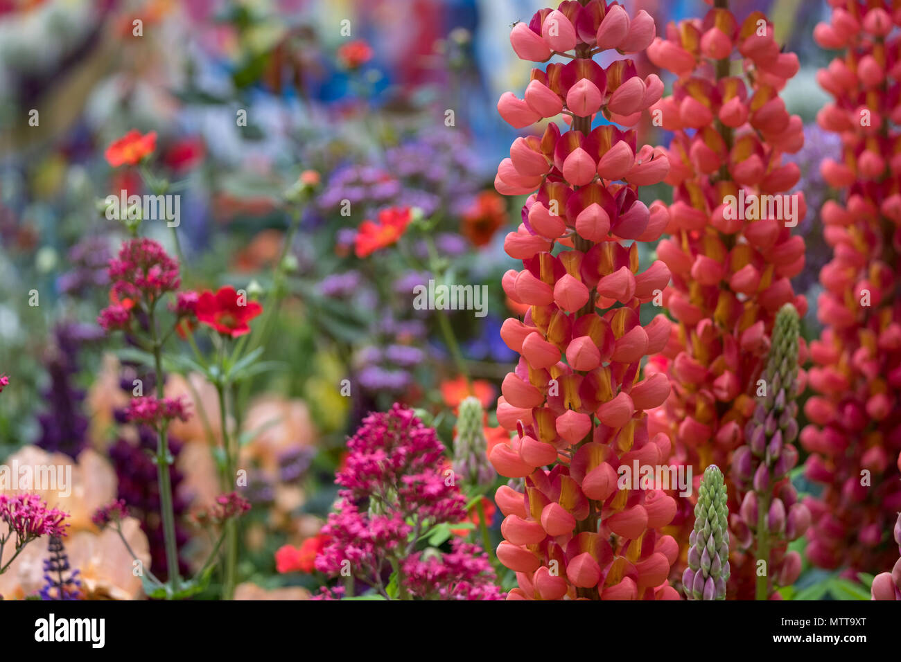 Londres, Royaume-Uni, 2018. Lupins rouge dans artisan jardin à Chelsea Flower Show, organisé par la Royal Horticultural Society. Banque D'Images