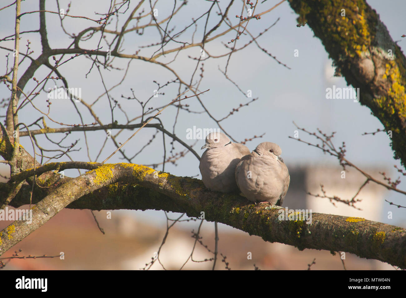 Paire de collard colombes sur une branche Banque D'Images
