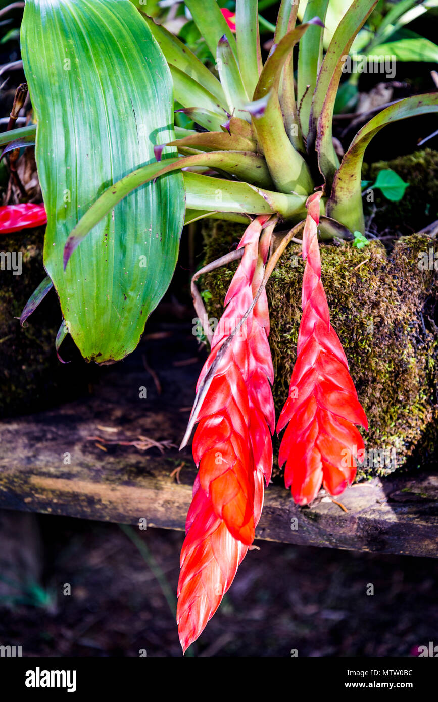 Plantes broméliacées, le parc national Lagunas de Montebello, Lago Pojoj, Chiapas, Mexique Banque D'Images