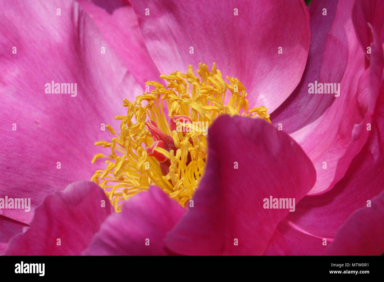 Pivoine rose capitule. Banque D'Images