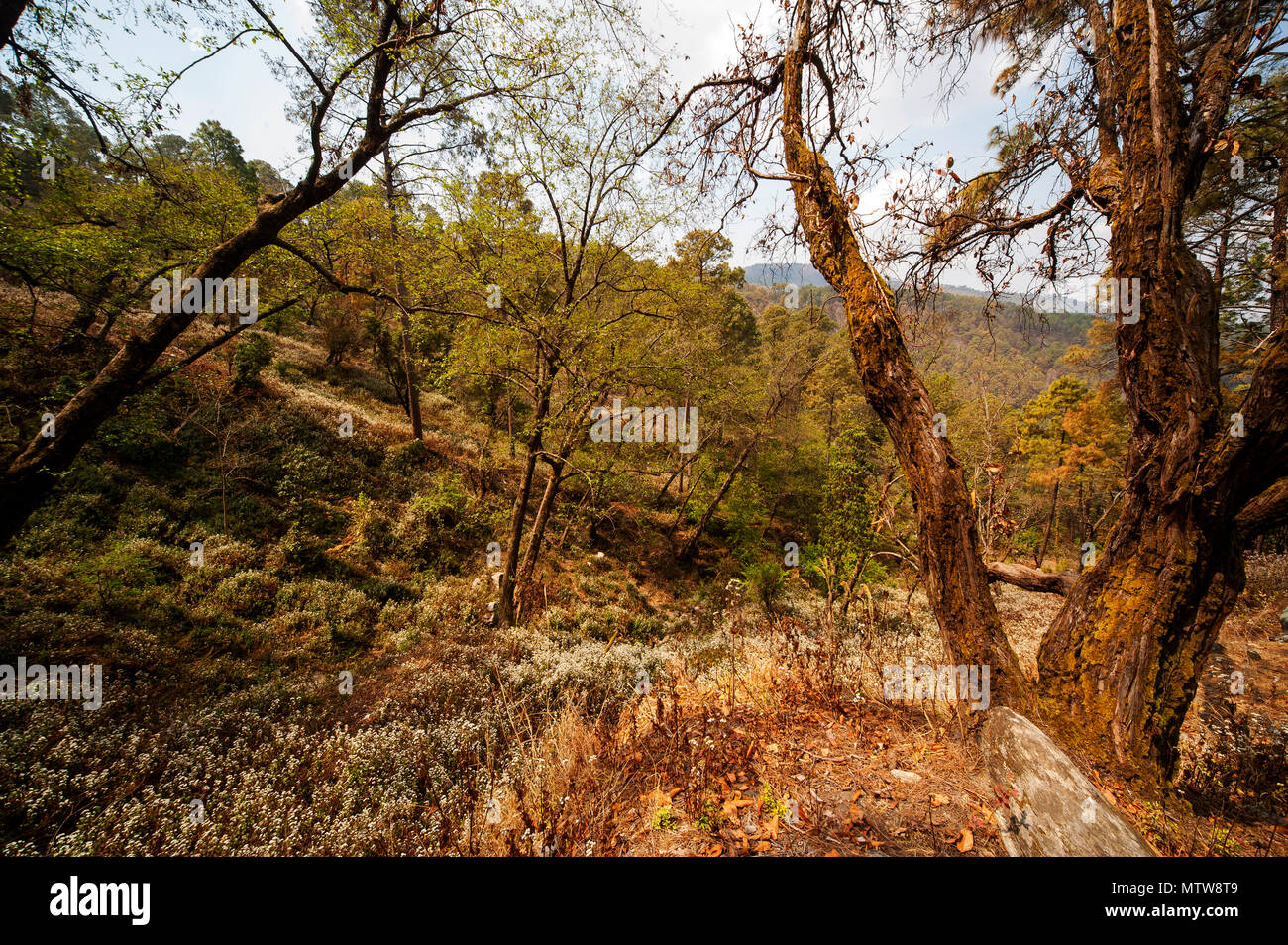 Vallée où Jim Corbett a tourné le Chowgarh maneating tigresse, Kala Agar, Uttarakhand, Inde Banque D'Images