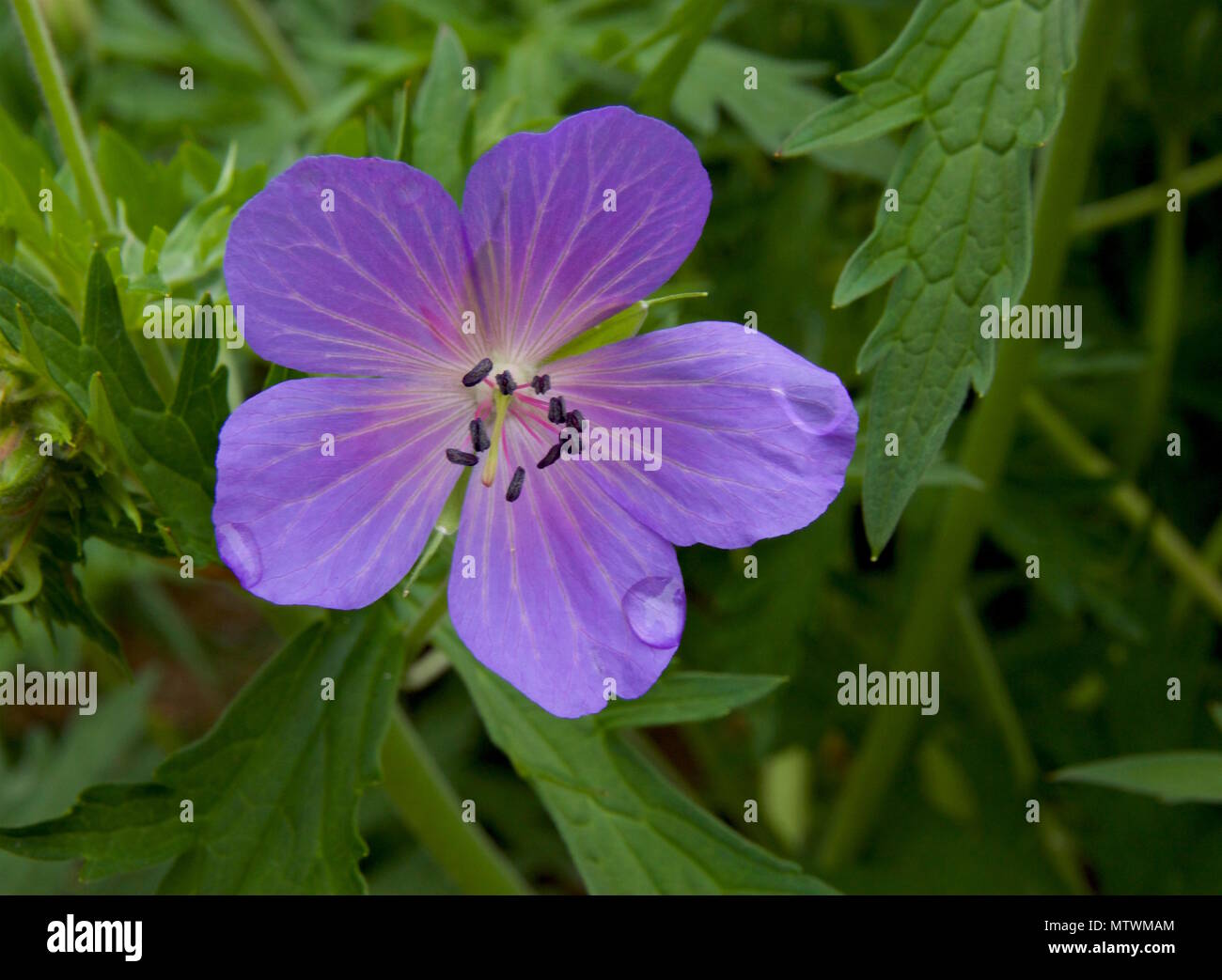 Geranium pratense, également connu sous le nom de géranium sanguin pré ou prairie géranium, est une espèce de plantes de la famille des Géraniacées Banque D'Images