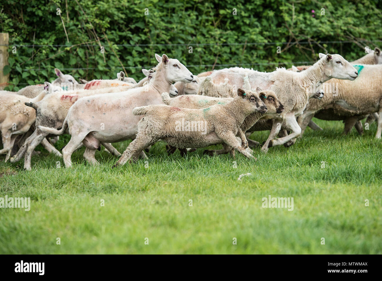 moutons en cours d’exécution Banque D'Images