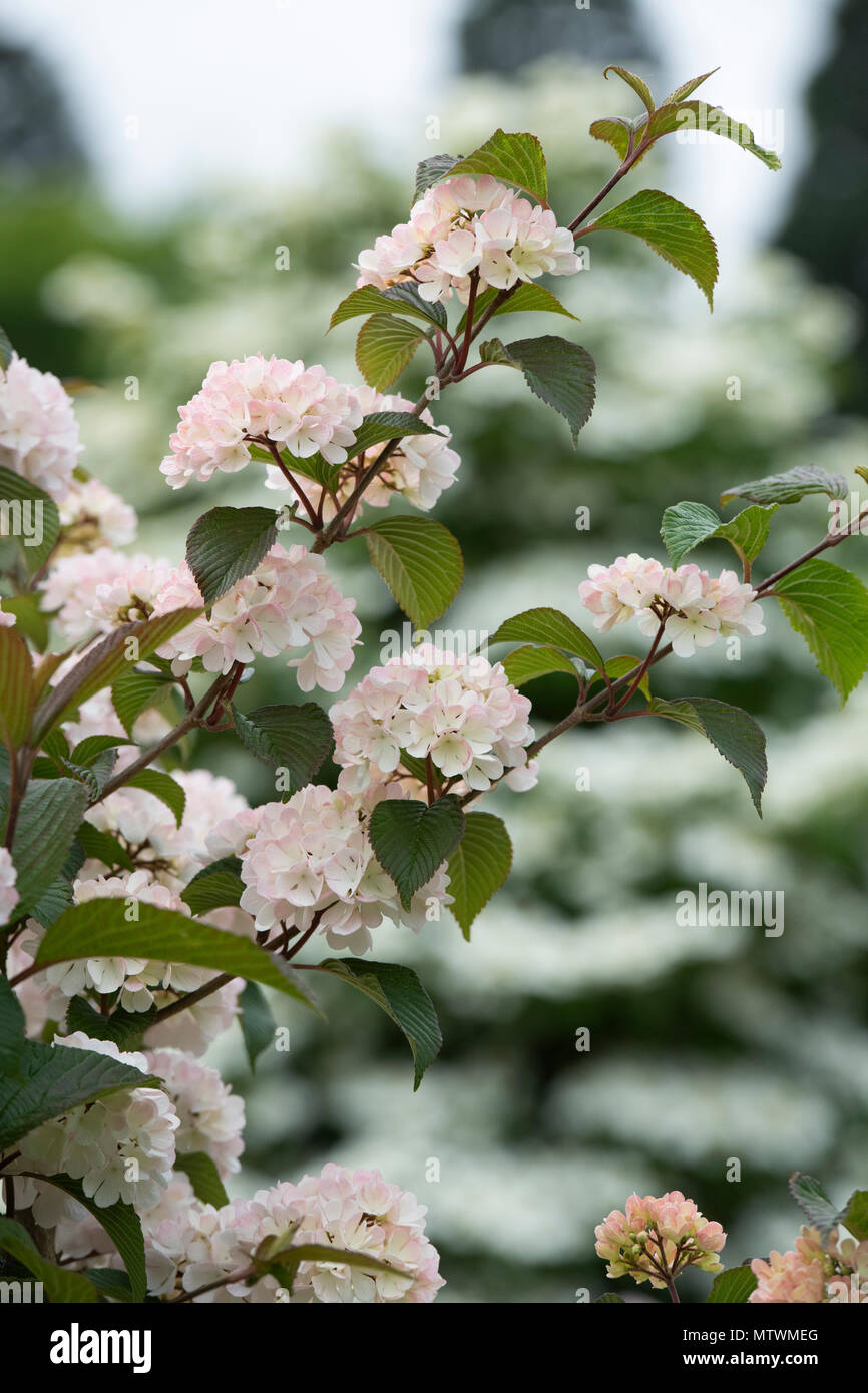 Viburnum plicatum f. plicatum "Rosace". Boule japonaise 'Rosace' arbuste en fleurs. UK Banque D'Images