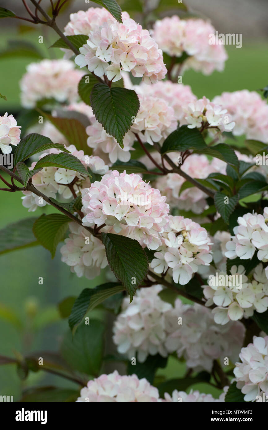 Viburnum plicatum f. plicatum "Rosace". Boule japonaise 'Rosace' arbuste en fleurs. UK Banque D'Images