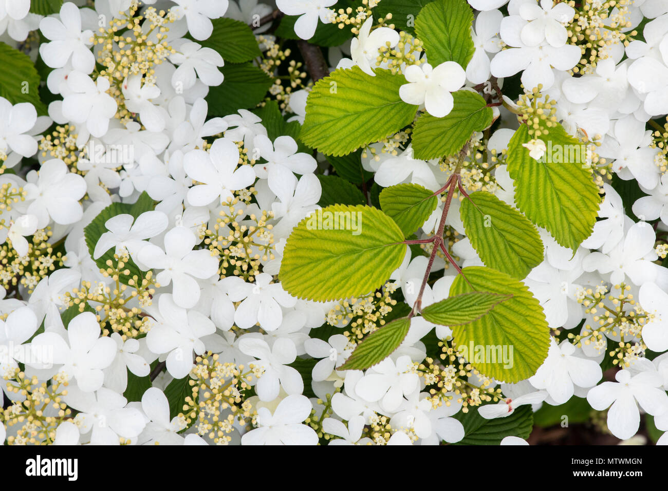 Viburnum plicatum f. tomentosum 'Elizabeth bullivant'. Boule japonaise ...