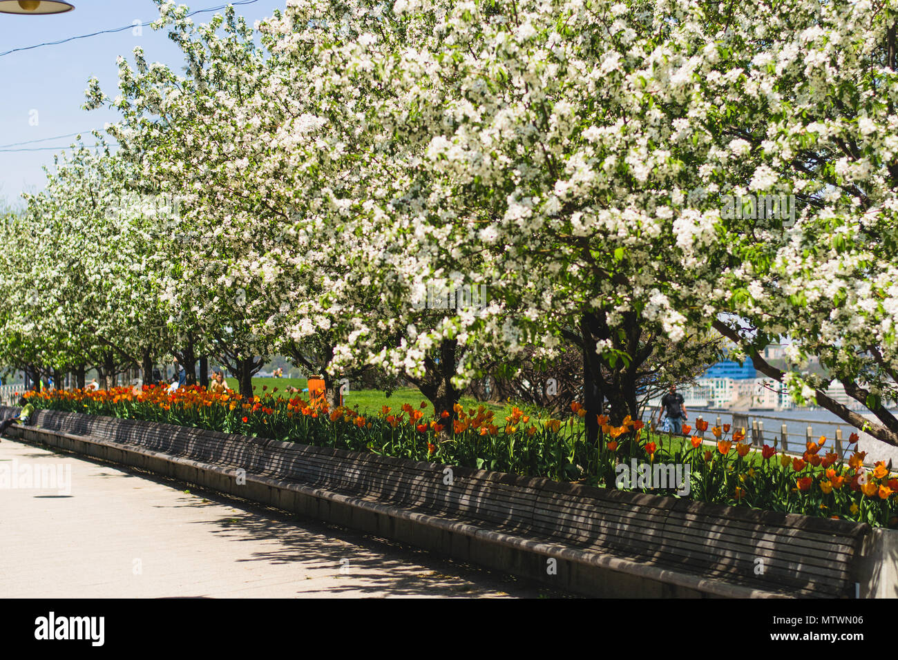 Pommetiers japonais plus de tulipes et le banc d'un parc dans la ville de New York Banque D'Images