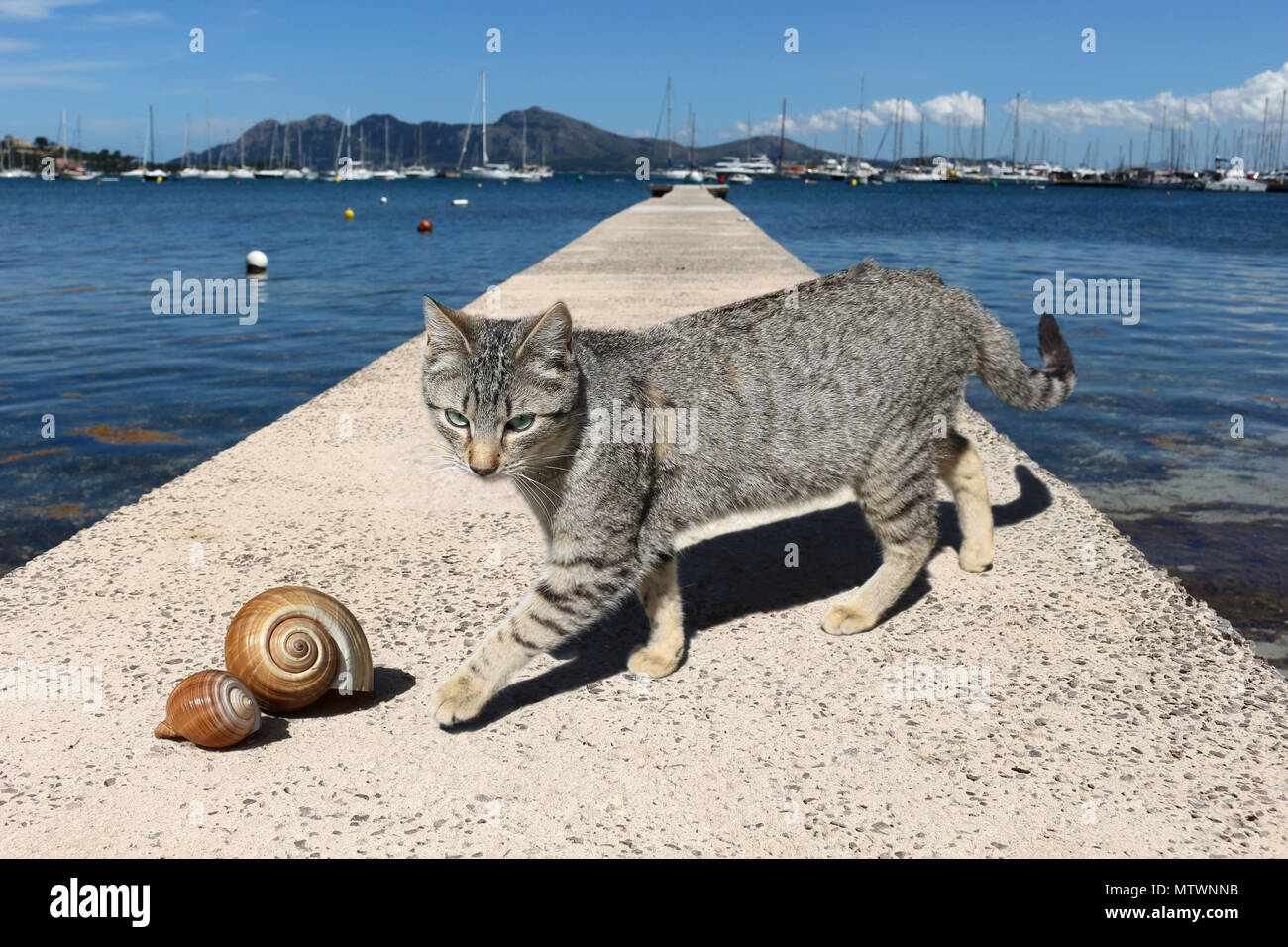 Chat domestique, black tabby spotted, balade dans le port Banque D'Images