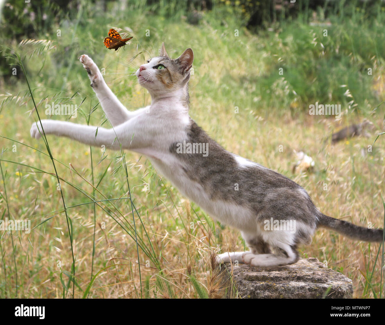 Chat Domestique Noir Blanc Tabby Chasse Un Papillon Photo Stock Alamy