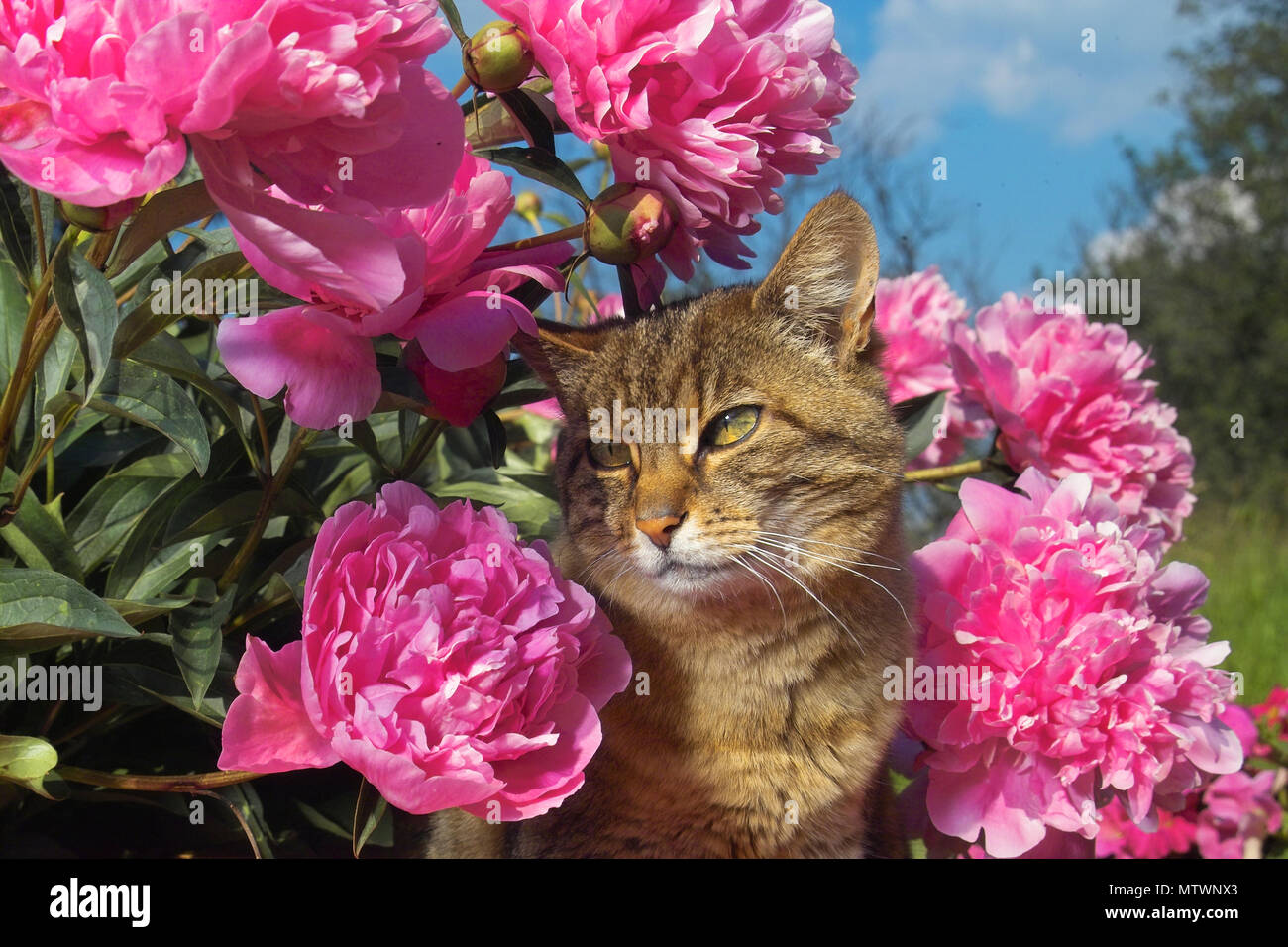 Chat domestique, noir tabby, assis entre les fleurs de pivoines Banque D'Images