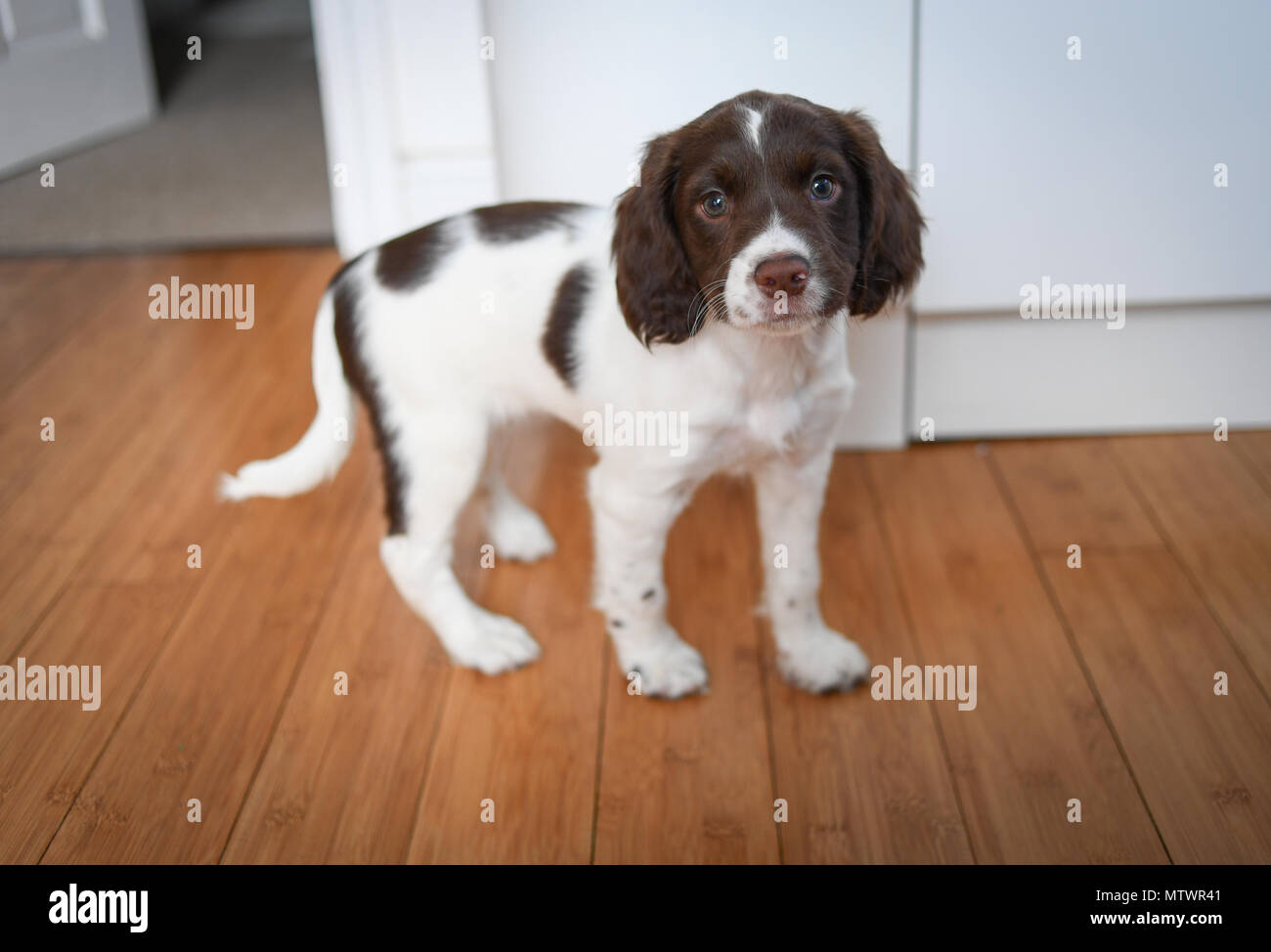 English Springer Spaniel Puppy Banque D Image Et Photos Alamy