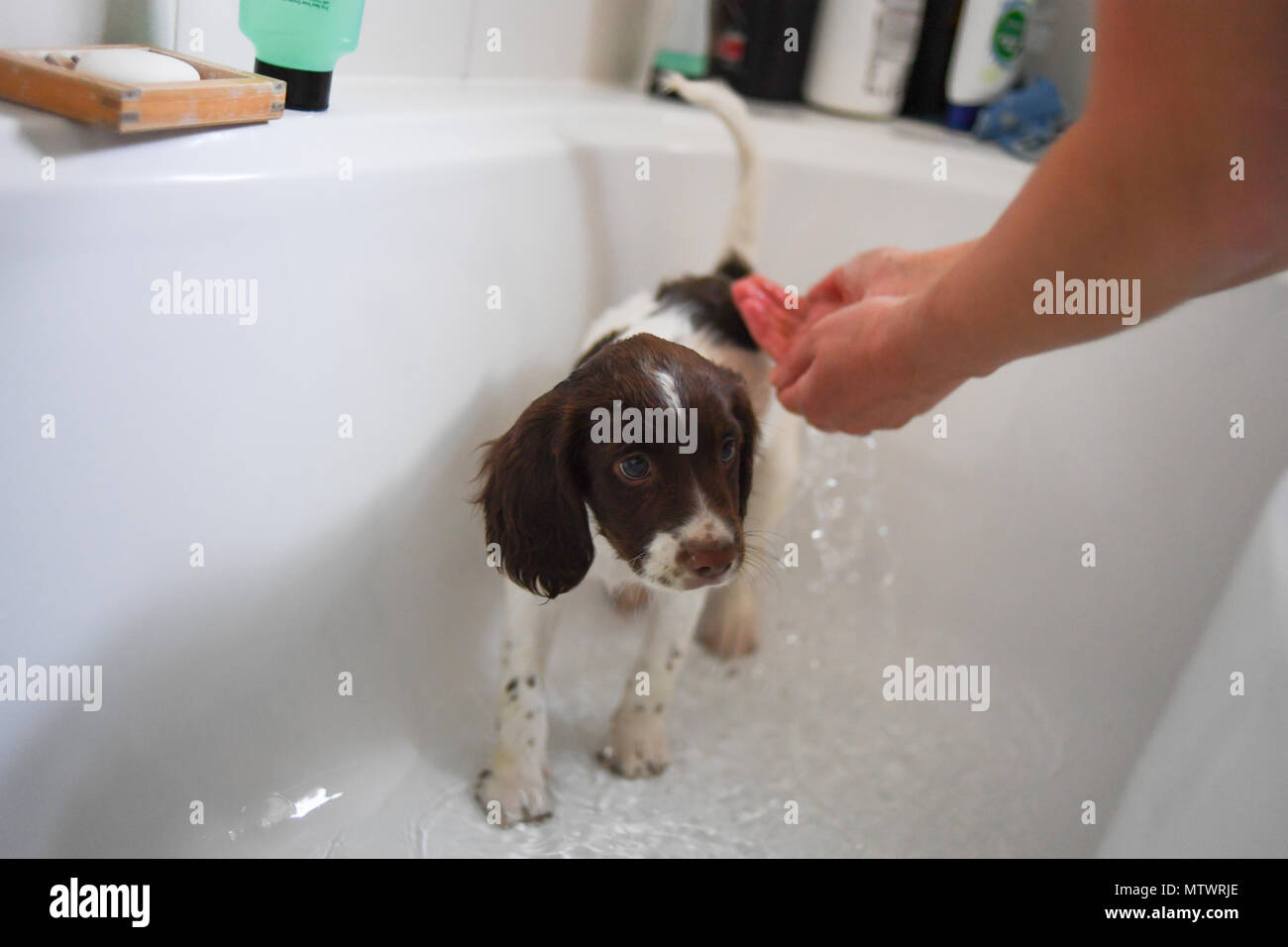 Une semaine 10 Old English springer spaniel puppy lavées dans le bain pour la première fois. Banque D'Images