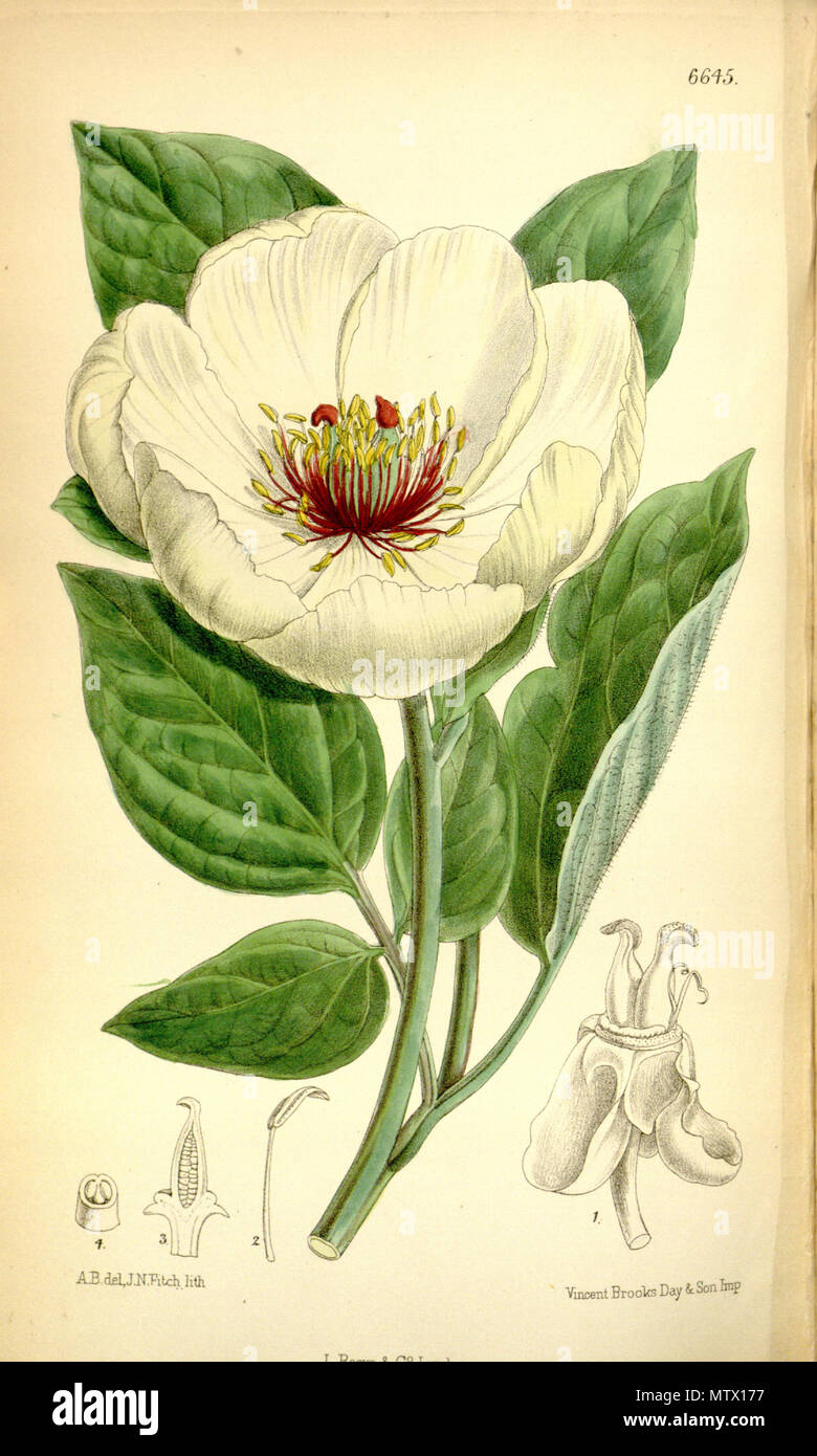 . Paeonia wittmanniana ssp. daurica . 1882. Rodriquez 462 Paeonia wittmanniana Bot. Mag. 108. 6645. 1882 Banque D'Images
