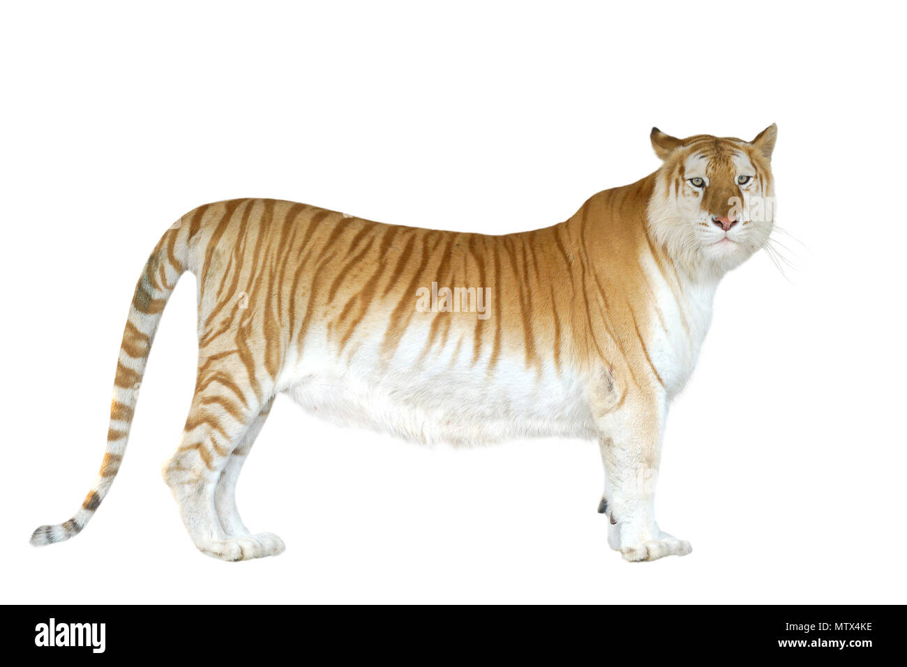 Golden tabby ou tigre tigre fraise isolated Banque D'Images