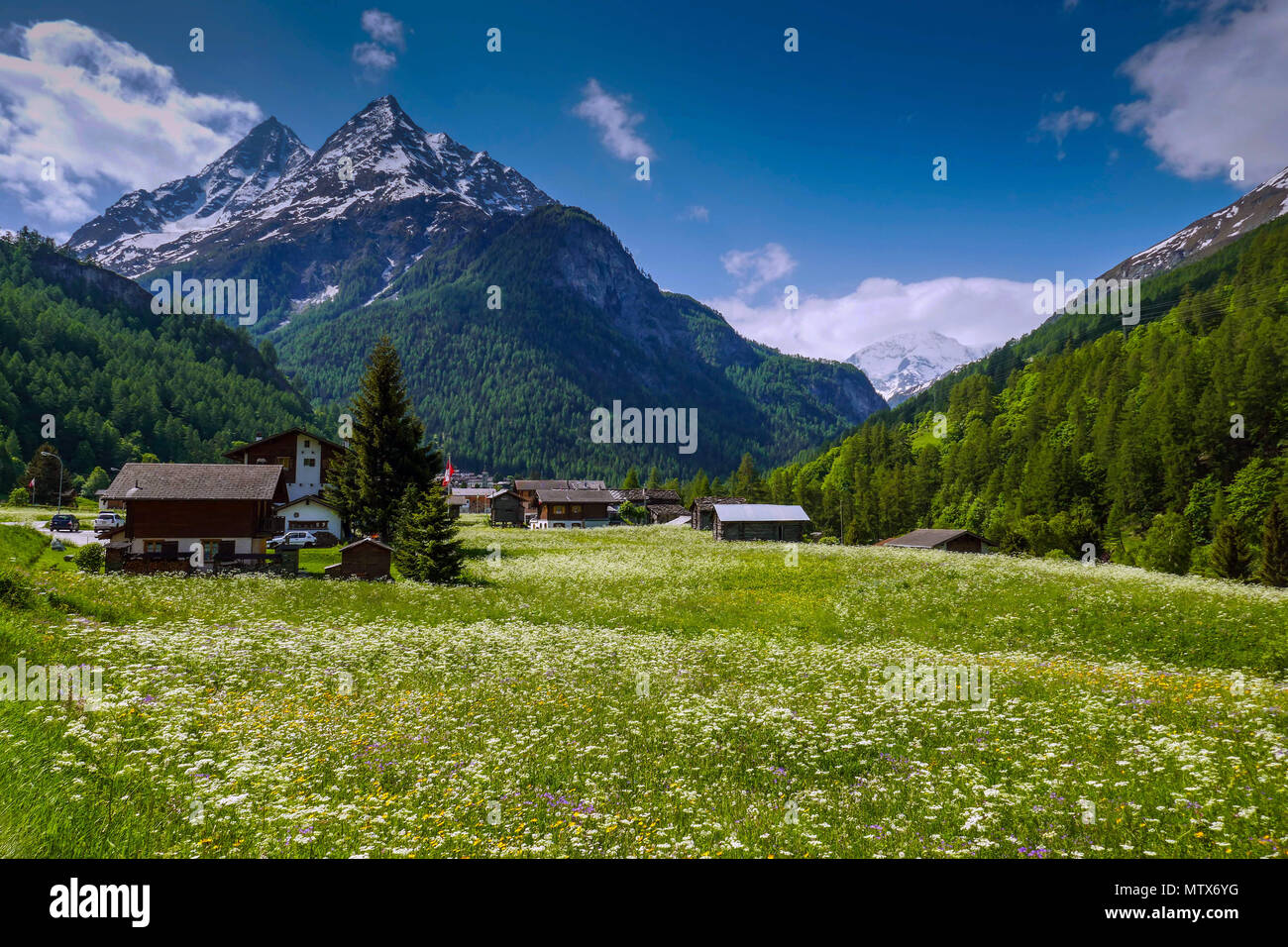 Les prairies alpines avec fleurs et montagnes à Evolene, Val d'Herens, Suisse Banque D'Images