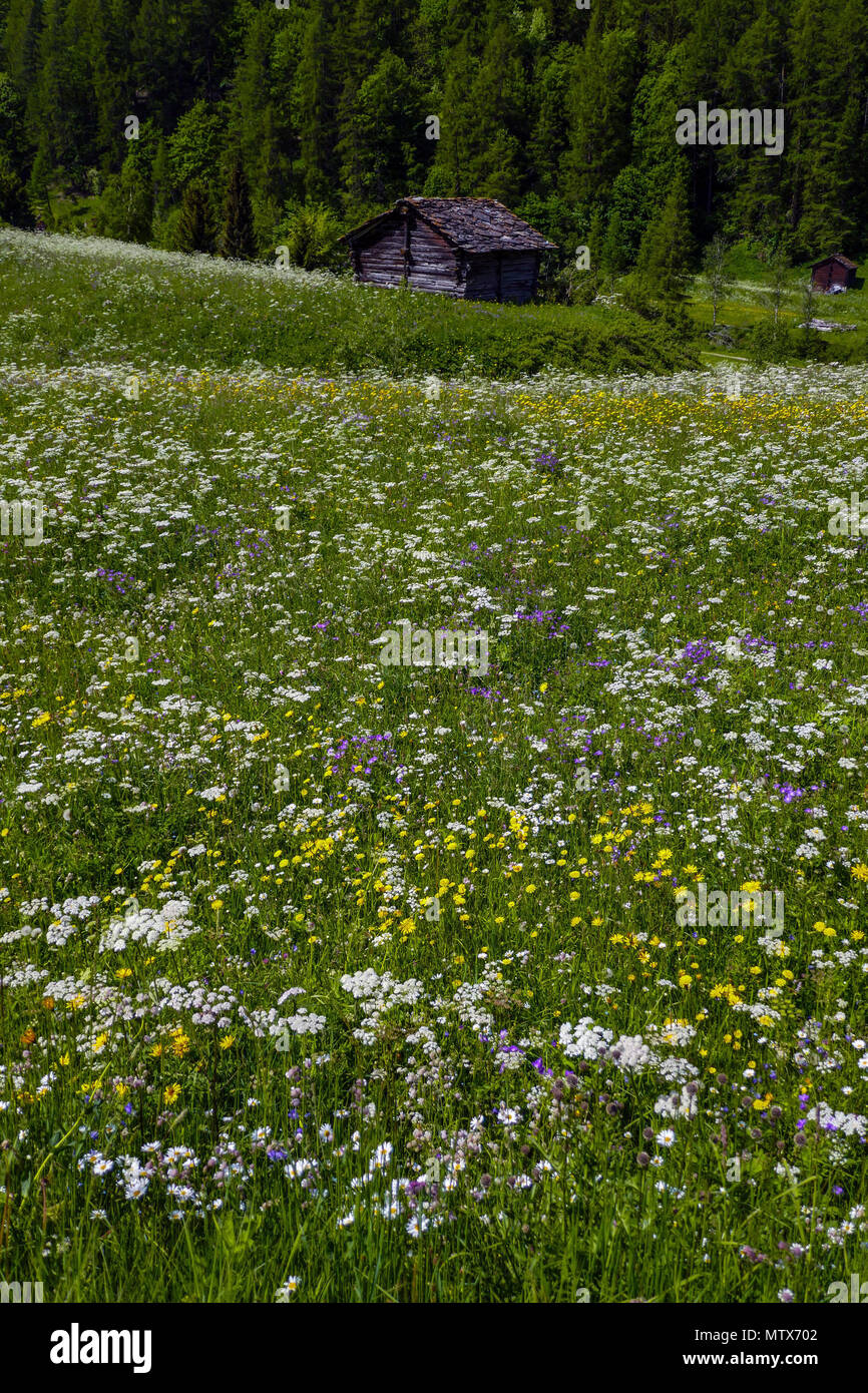 Les prairies alpines avec fleurs et montagnes à Evolene, Val d'Herens, Suisse Banque D'Images
