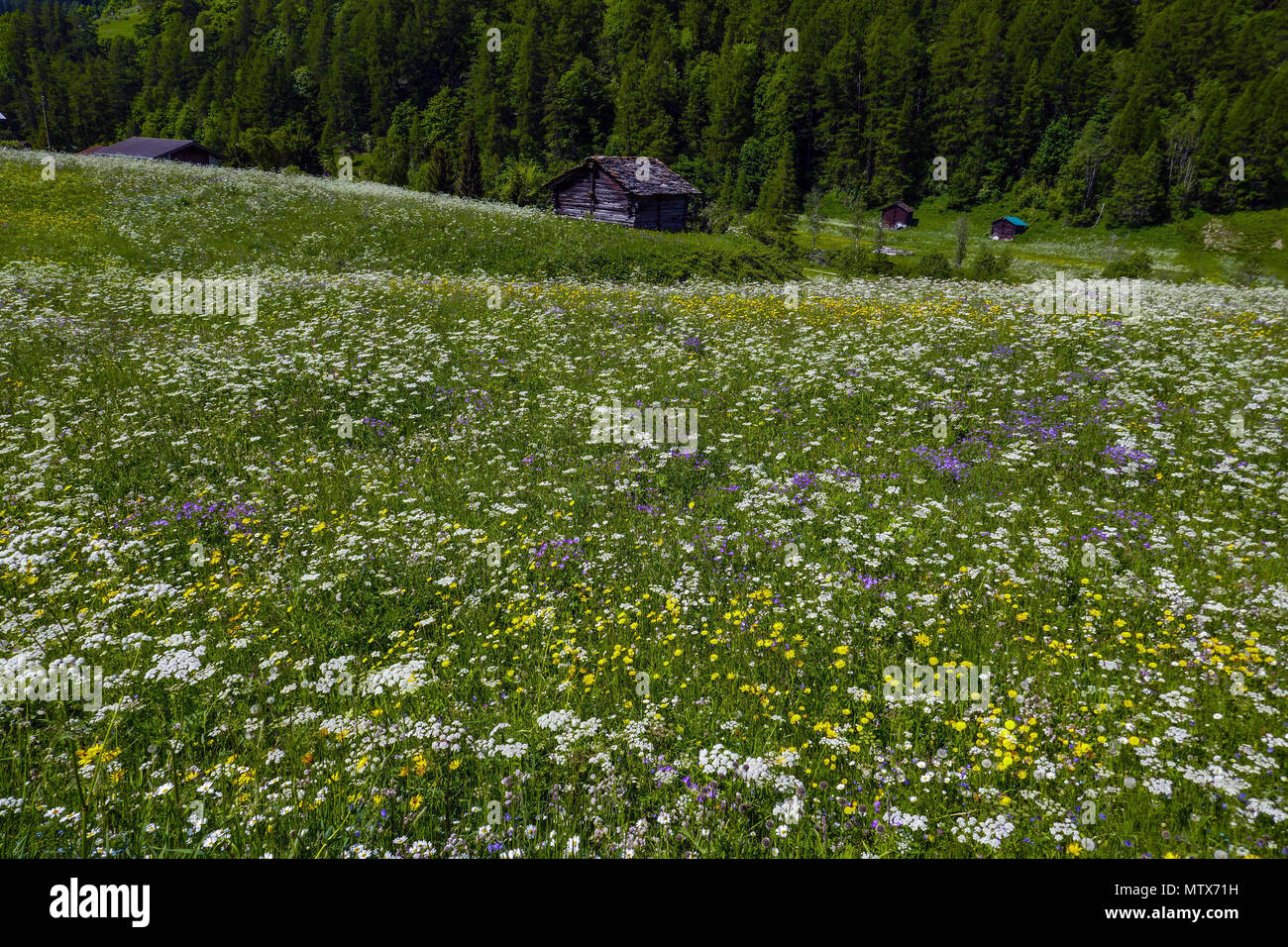 Les prairies alpines avec fleurs et montagnes à Evolene, Val d'Herens, Suisse Banque D'Images