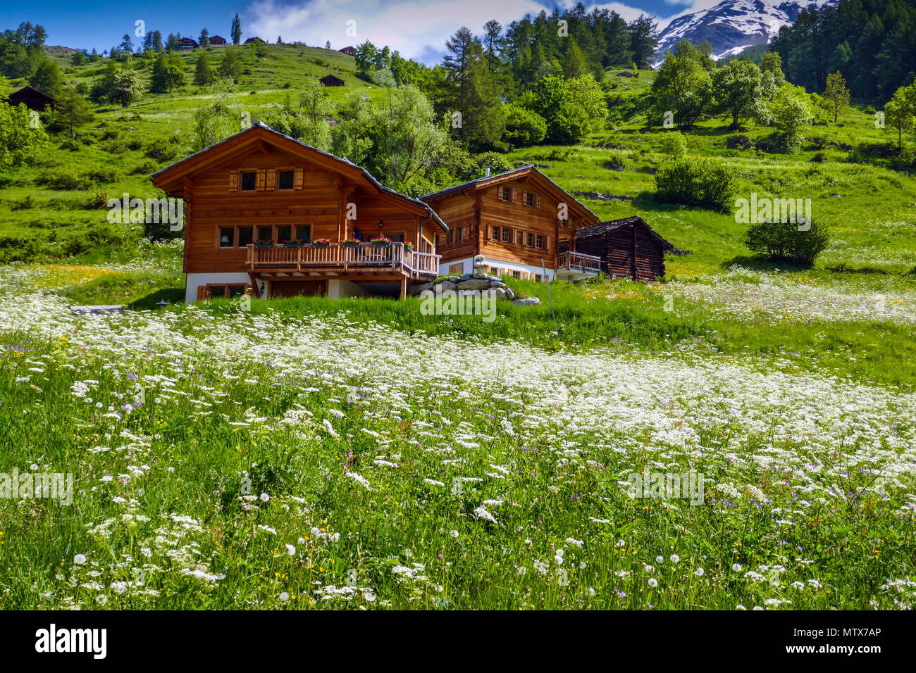 Les prairies alpines avec fleurs et montagnes à Evolene, Val d'Herens, Suisse Banque D'Images