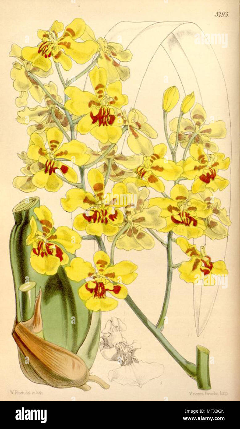 . Illustration de l'Oncidium excavatum . 1862. Walter Hood Fitch (1817-1892) del. et lith. 456 l'Oncidium excavatum Banque D'Images