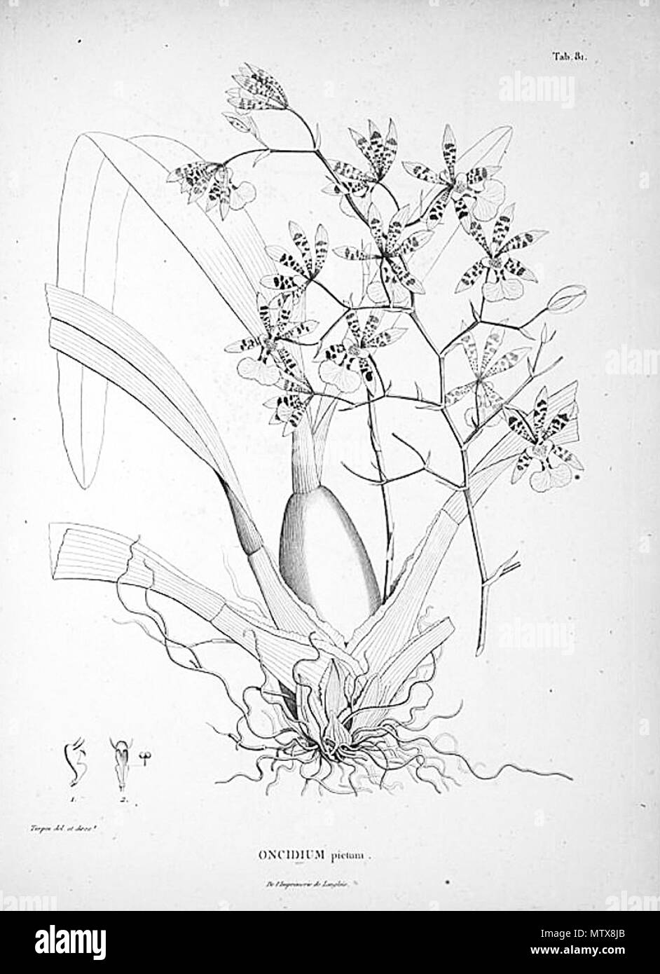 . Illustration de l'Oncidium pictum . 1815. Karl Sigismund Kunth (1788-1850) 456 l'Oncidium pictum Banque D'Images