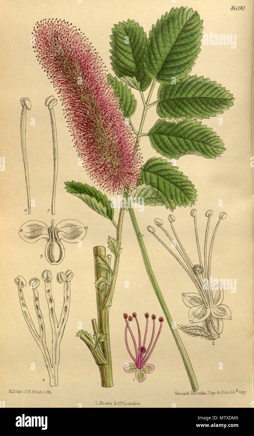 . Sanguisorba obtusa var. amoena ( = Sanguisorba hakusanensis, Rosaceae) . 1916. M.S. del., J.N.Fitch lith. Sanguisorba obtusa amoena 542 142-8690 Banque D'Images