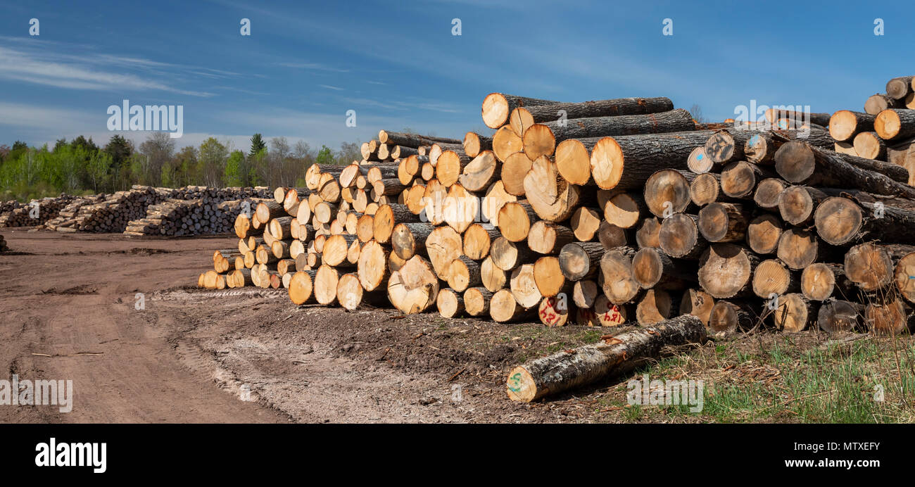 Baraga, Michigan - la Besse Forest Products le parc à grumes dans la péninsule supérieure du Michigan. Banque D'Images