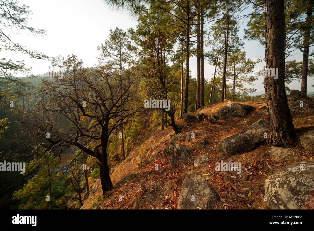 Zone fosrested Pine Tree à gorge Champa, où Jim Corbett le Champawatt maneating shot tigresse, collines du Kumaon, Uttarakhand, Inde Banque D'Images