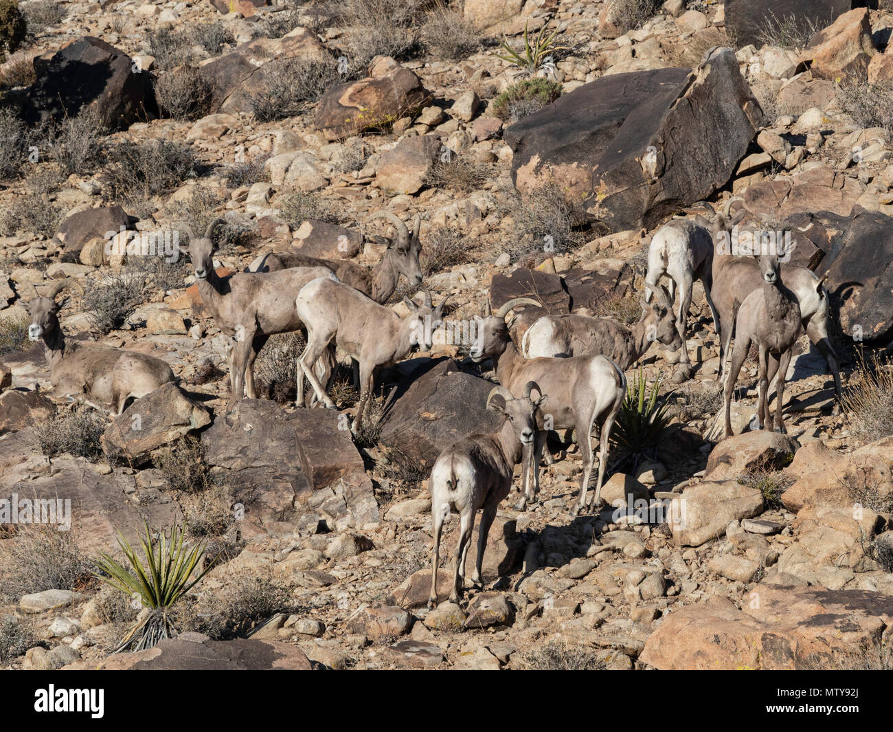 Un groupe de femmes désert mouflons, Ovis canadensis nelsoni sur Split-Rock Trail dans le parc national Joshua Tree, California, USA. Banque D'Images