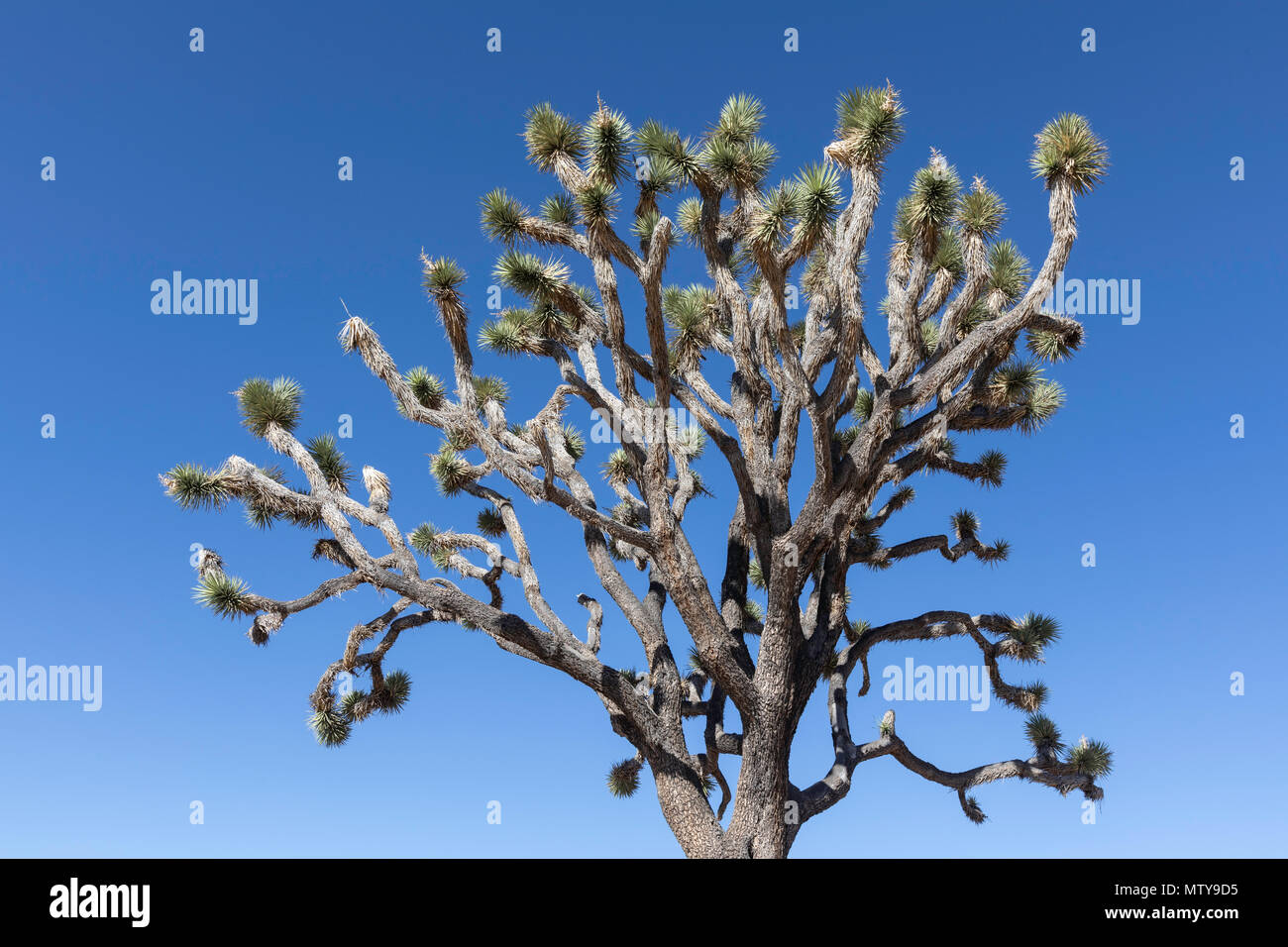 Joshua Tree, Yucca brevifolia dans Joshua Tree National Park, Californie, USA. Banque D'Images