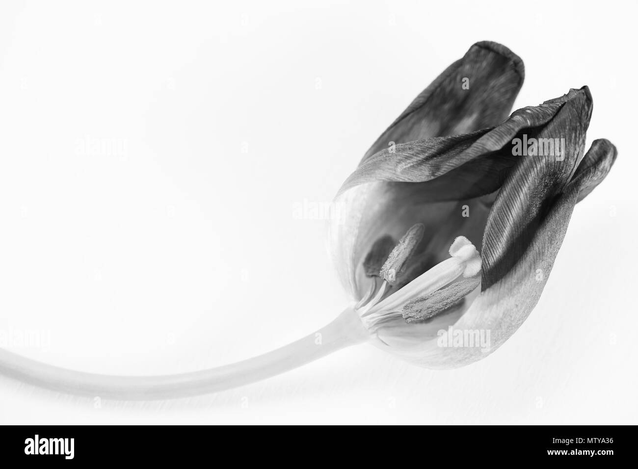 Close up macro photographie d'ouvrir purple tulip isolated on white Banque D'Images