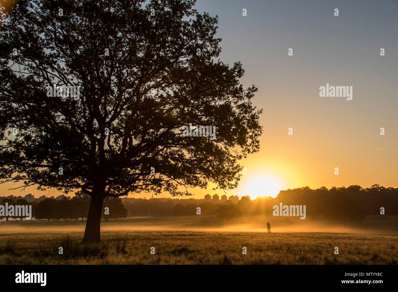 Coucher de soleil à Richmond Park, Londres, Angleterre, Royaume-Uni Banque D'Images